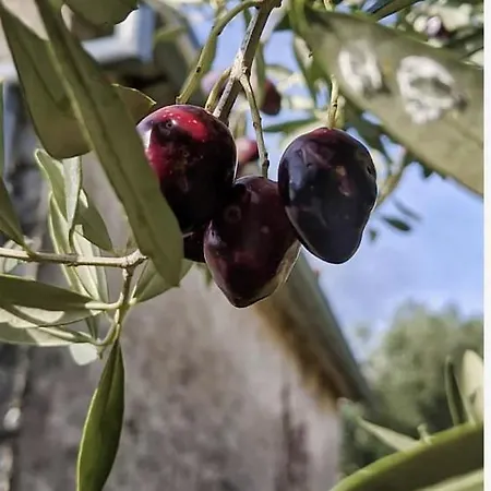 빌라 Hacienda De Olivos